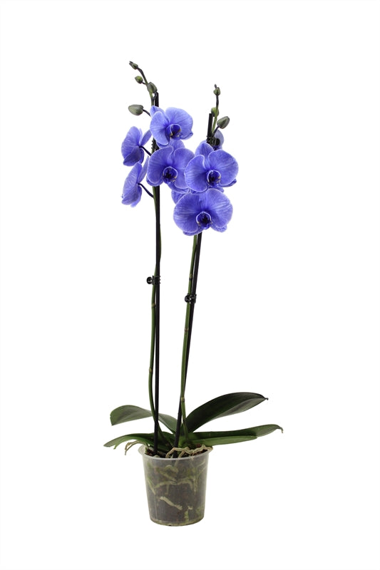 Phalaenopsis Hybrid 55cm 12cm Pot