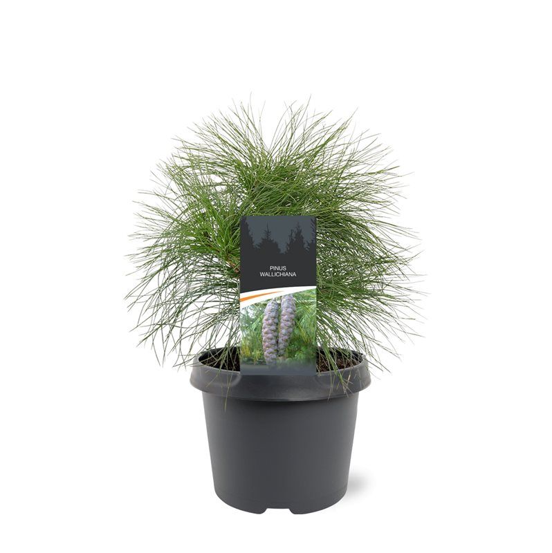 Pinus wallichiana 35cm 19cm Pot