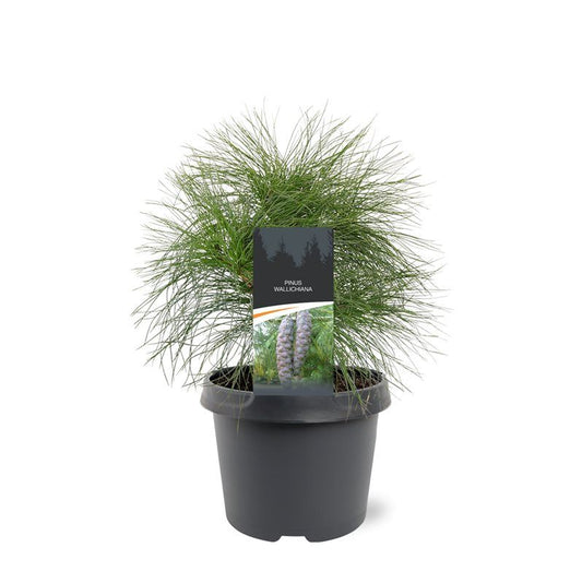 Pinus wallichiana 35cm 19cm Pot
