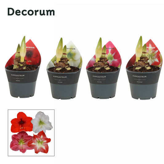 Hippeastrum mix decorum 25cm 14cm Pot