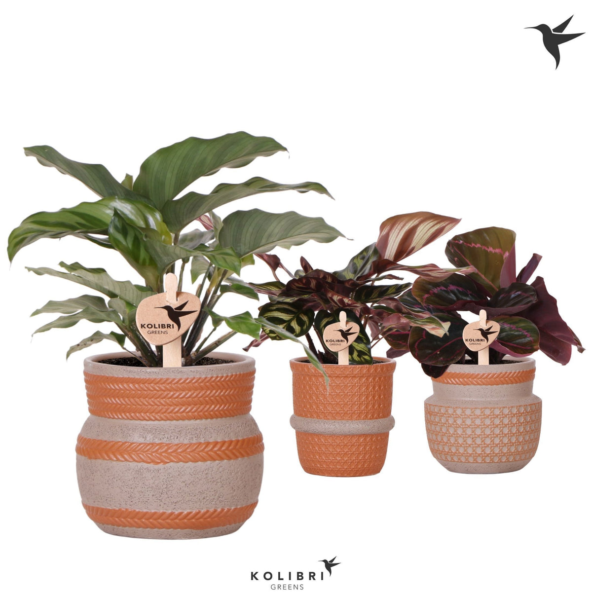 Calathea mix 24cm 9cm Pot