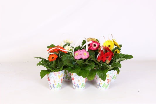 Gerbera mix 20cm 12cm Pot