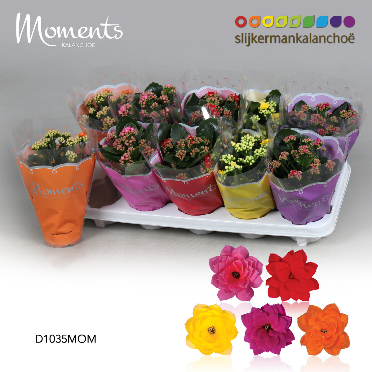 Kalanchoe mix 23cm 10.5cm Pot