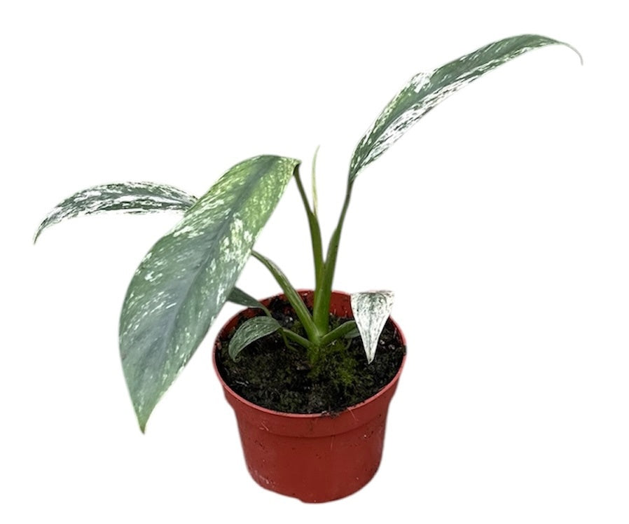 Epipremnum 15cm 10.5cm Pot