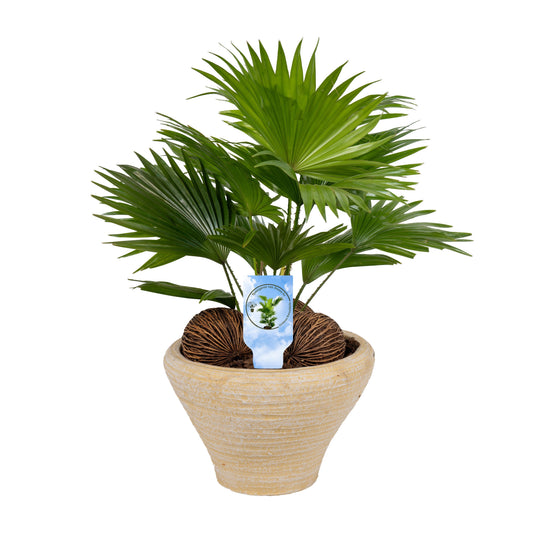 Livistona rotundifolia 50cm 26cm Pot