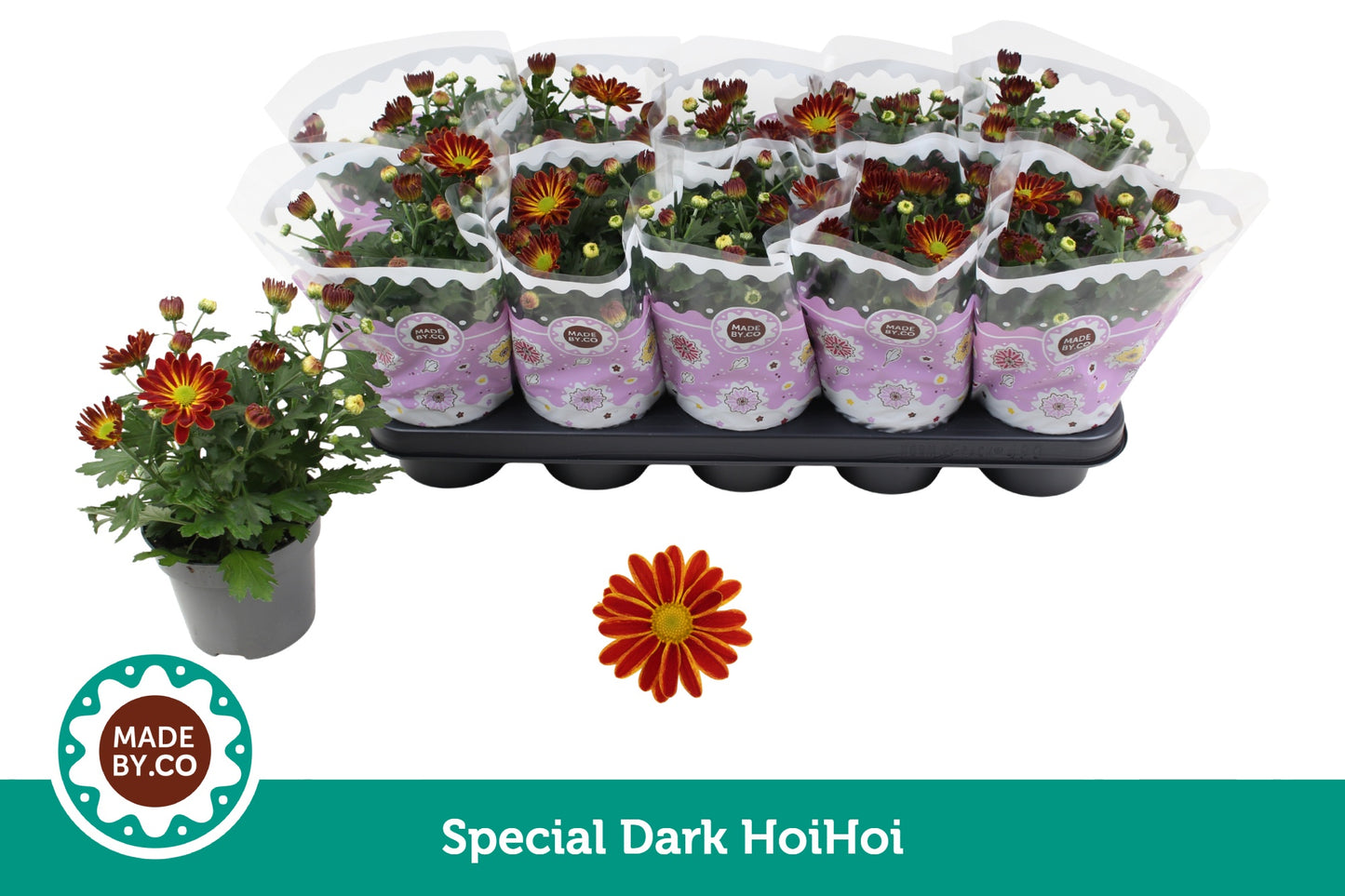 Chrysanthemum Hoihoi 25cm 12cm Pot