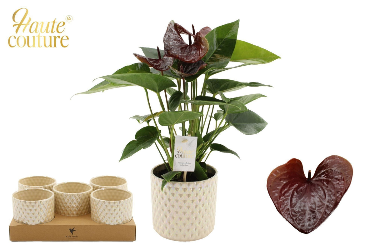 Anthurium Essencia 40cm 12cm Pot
