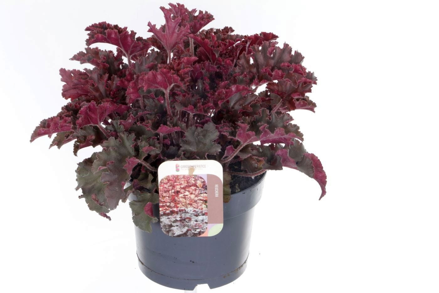 Noordpoel BV, Kw. de Heuchera hybrid Pack of 6
