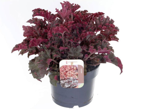 Heuchera hybrid 20cm 17cm Pot