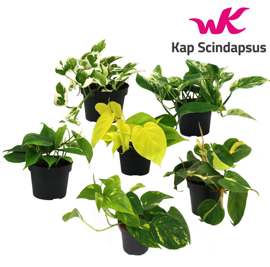 Epipremnum pinnatum mix 25cm 12cm Pot