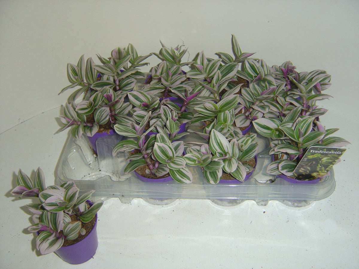 Tradescantia zebrina 7cm Pot
