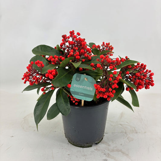 Skimmia japonica Lipstick 45cm 19cm Pot
