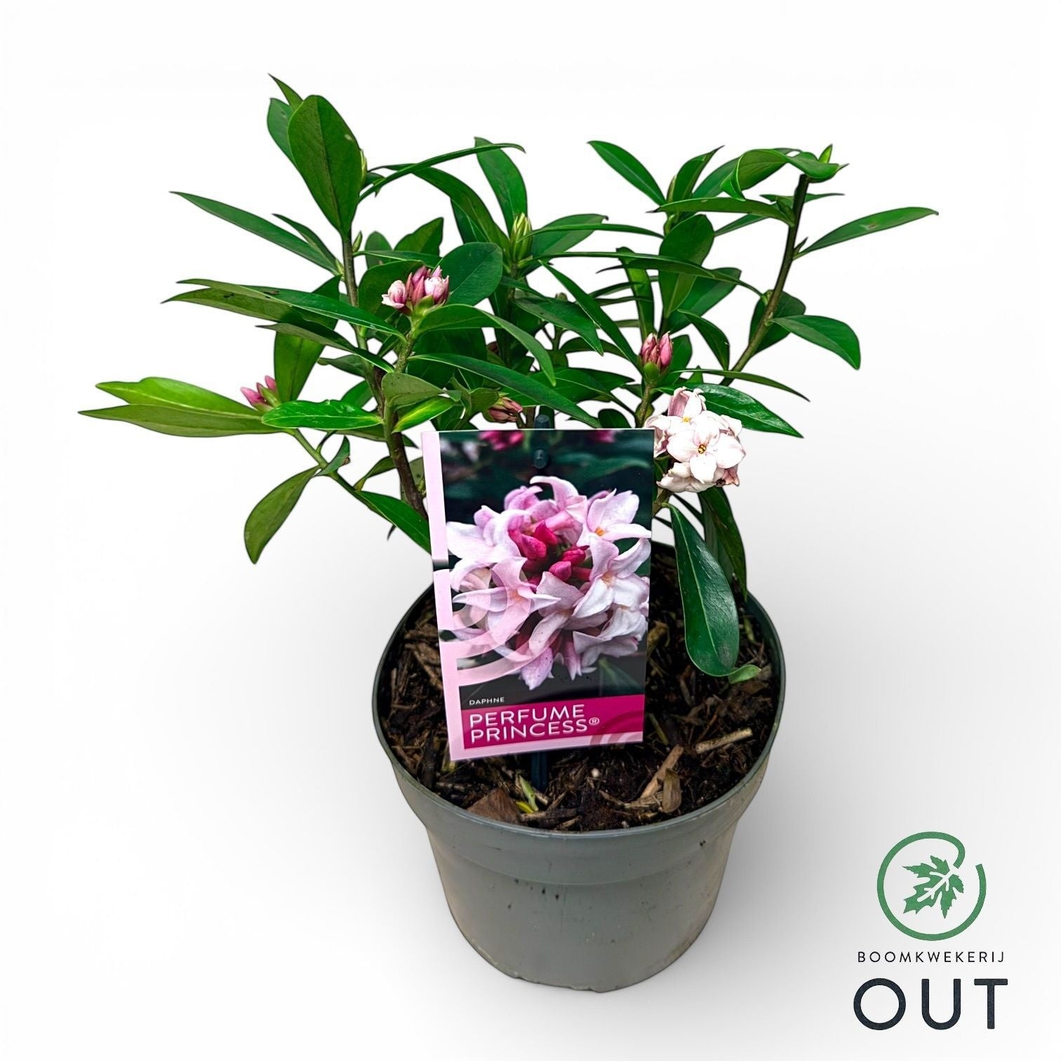 Daphne burkwoodii 45cm 17cm Pot