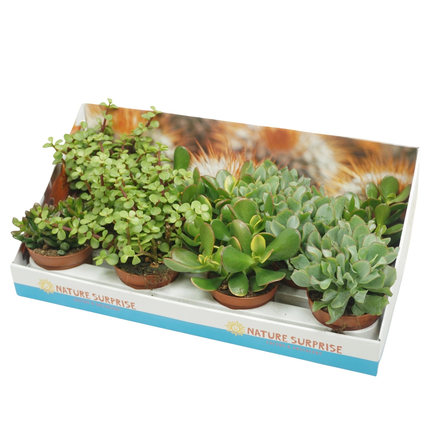 Crassula mix 20cm 10.5cm Pot