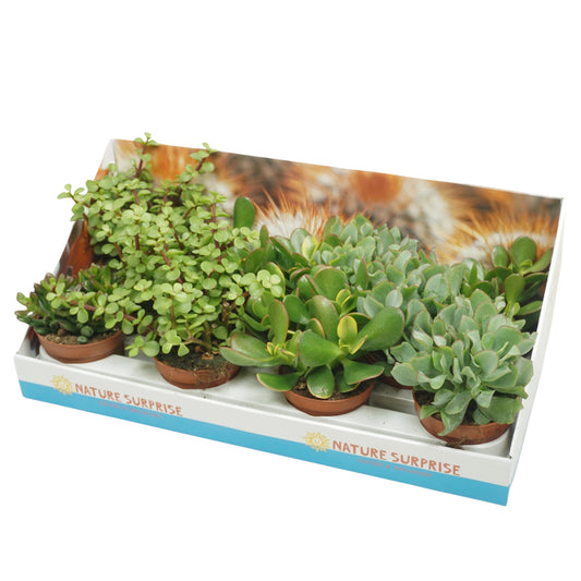 Crassula mix 20cm 10.5cm Pot