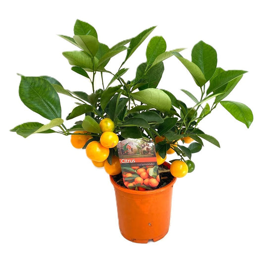 Citrus microcarpa 35cm 12cm Pot