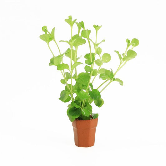 Lysimachia hybrid 5cm 2cm Pot