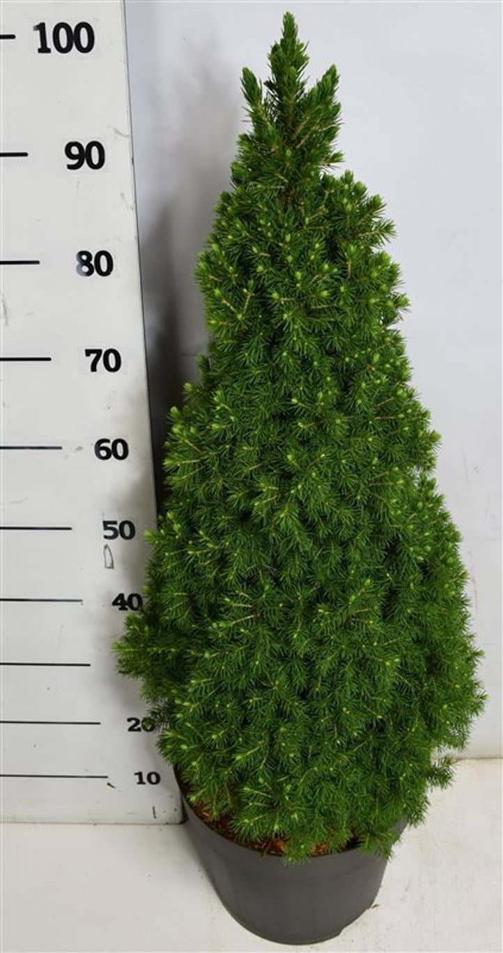 Picea glauca Perfecta 110cm 32cm Pot