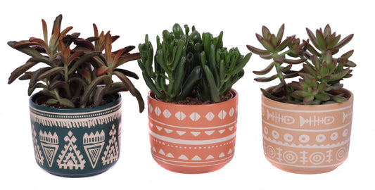 Succulent mix 30cm 14cm Pot