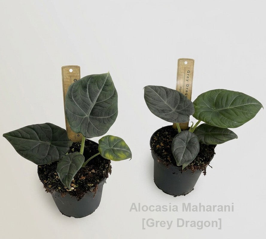 Alocasia amazonica 18cm 12cm Pot