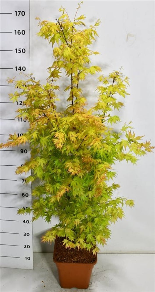 Acer Orange Dream 160cm 32cm Pot