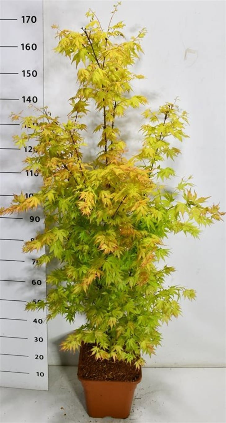 Acer Orange Dream 160cm 32cm Pot
