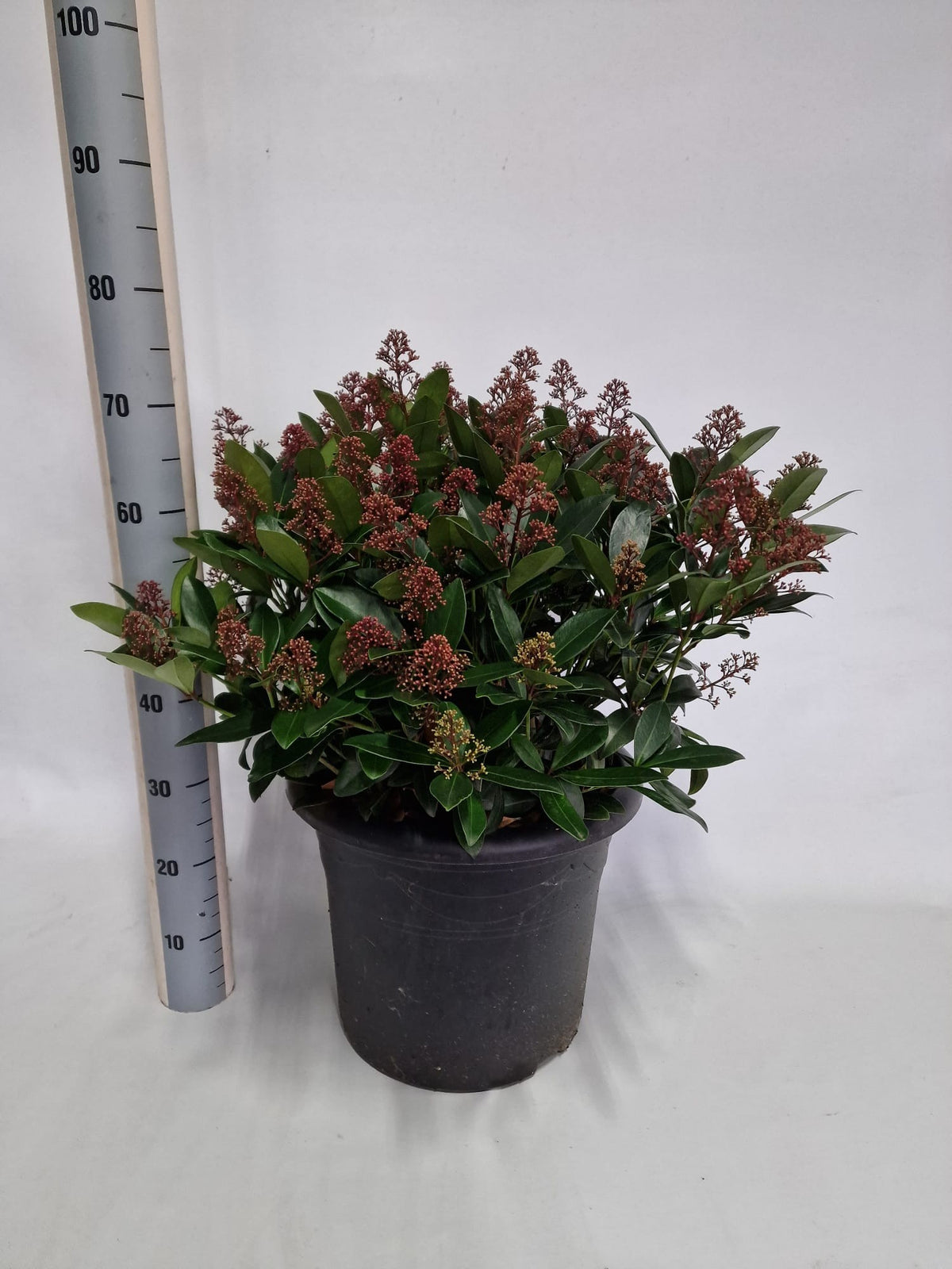 Skimmia japonica Rubella 80cm 40cm Pot