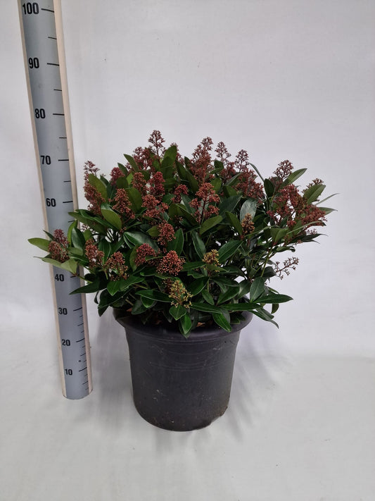 Skimmia japonica Rubella 80cm 40cm Pot