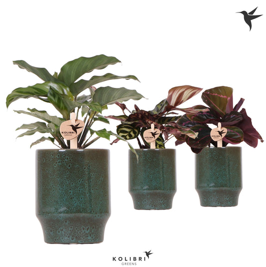 Calathea mix 26cm 9cm Pot