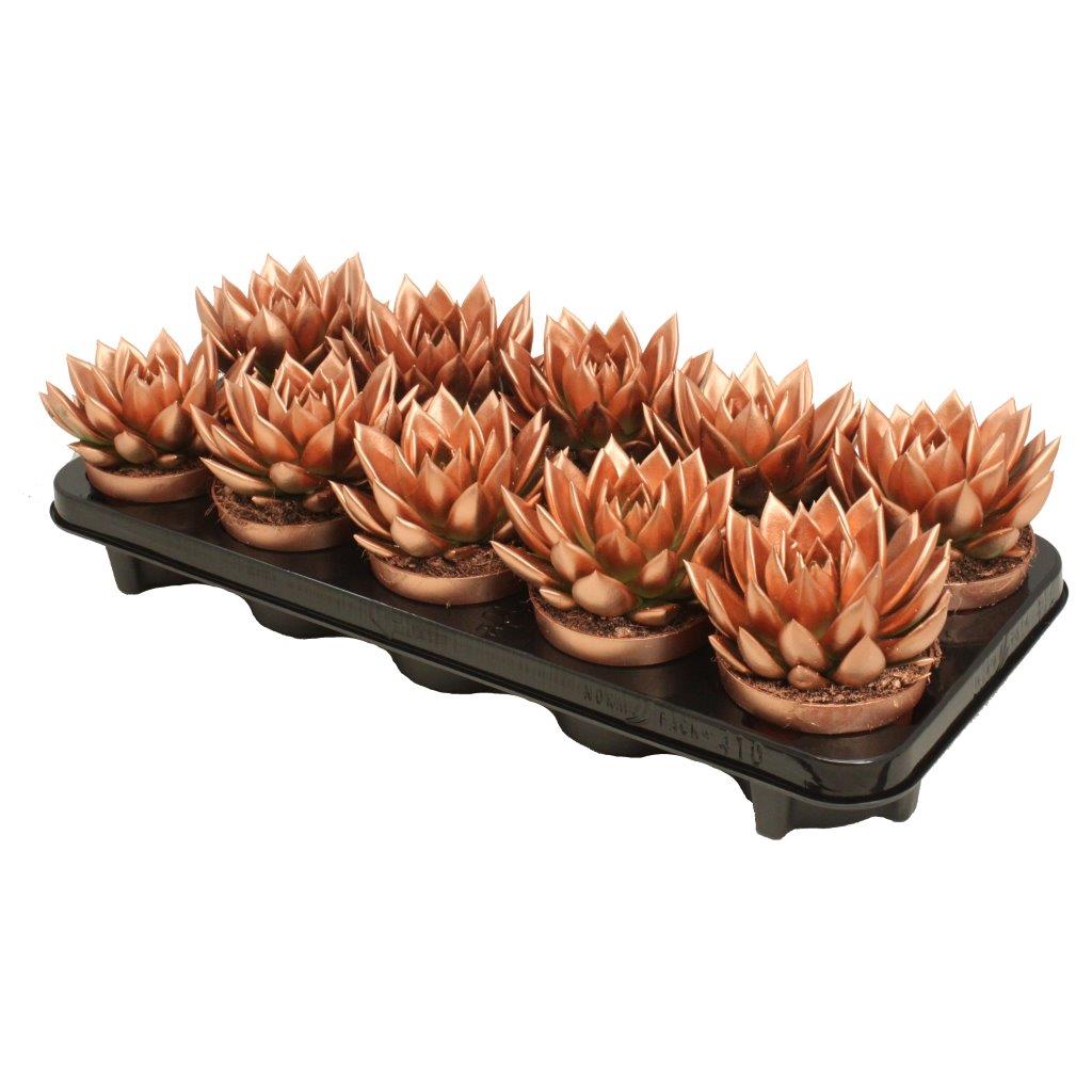 Echeveria Miranda 13cm 10.5cm Pot