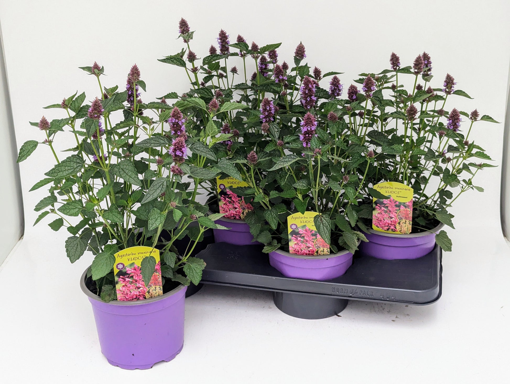 Agastache mexicana 40cm 17cm Pot
