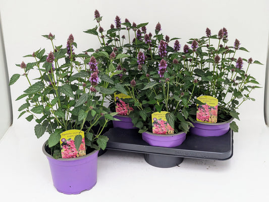 Agastache mexicana 40cm 17cm Pot