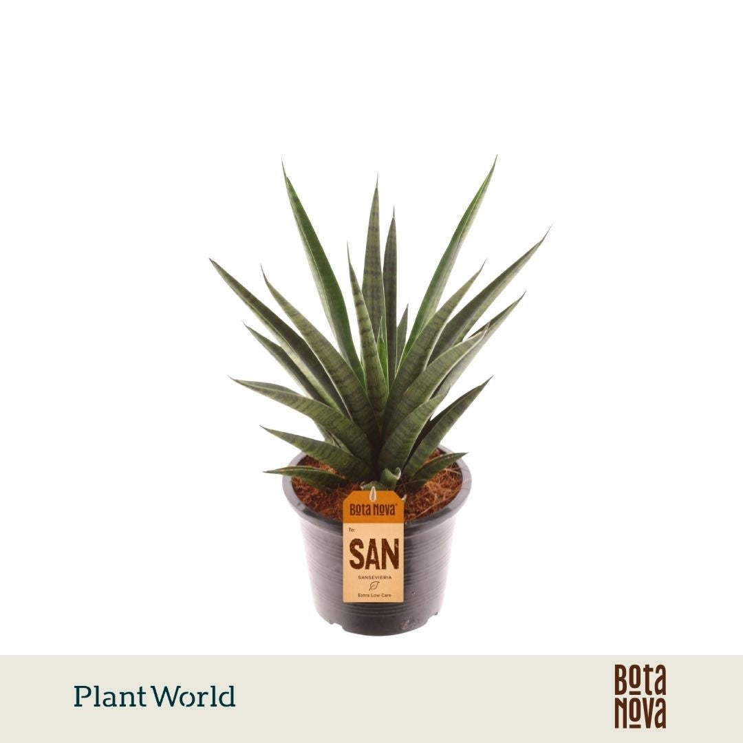 Sansevieria trifasciata 37cm 14cm Pot