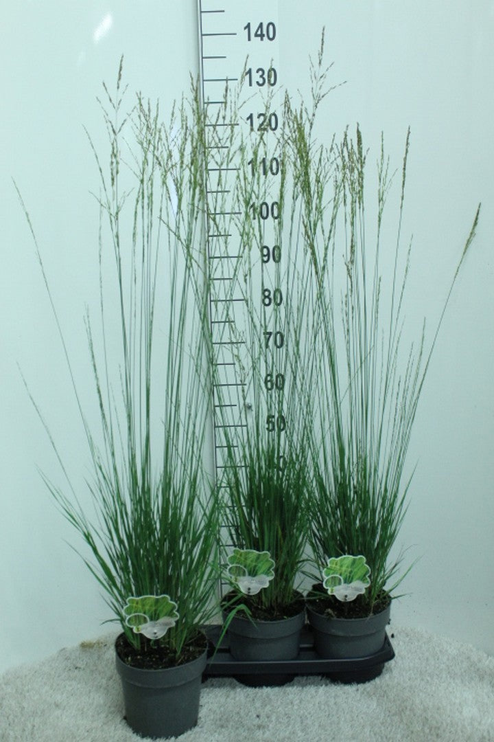 Molinia caerulea mix 120cm 19cm Pot