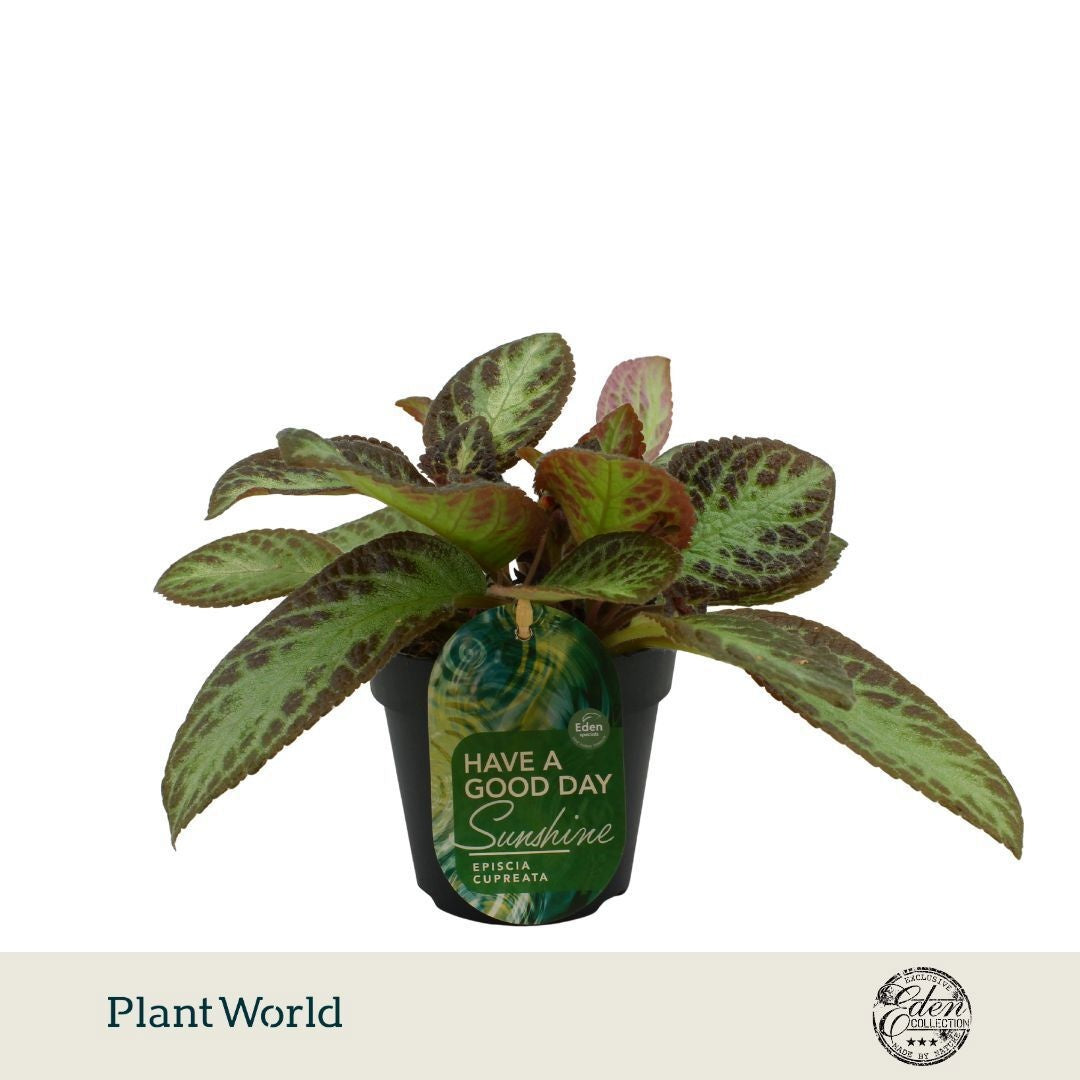 Plantworld Smit Kwekerij Episcia cup. Zebra Pack of 8