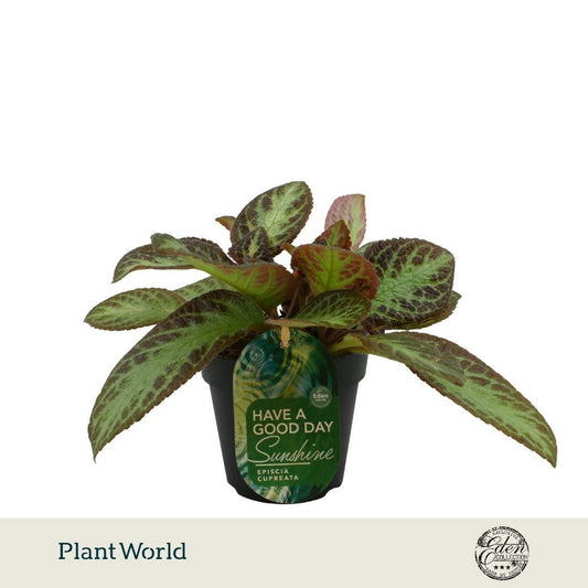 Episcia cup. Zebra 20cm 12cm Pot