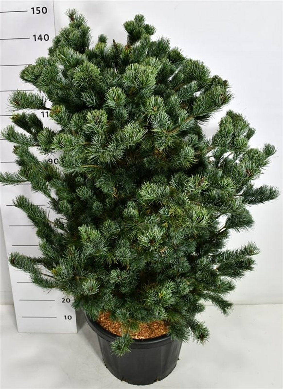 Pinus par. Negishi 160cm 48cm Pot