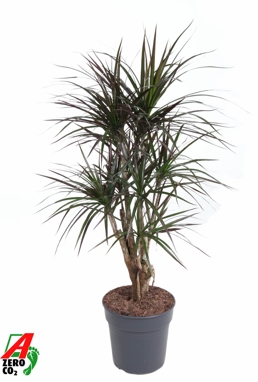 Dracaena Magenta 110cm 27cm Pot