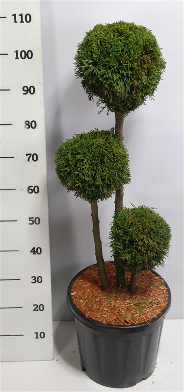 Thuja occidentalis Smaragd 100cm 38cm Pot
