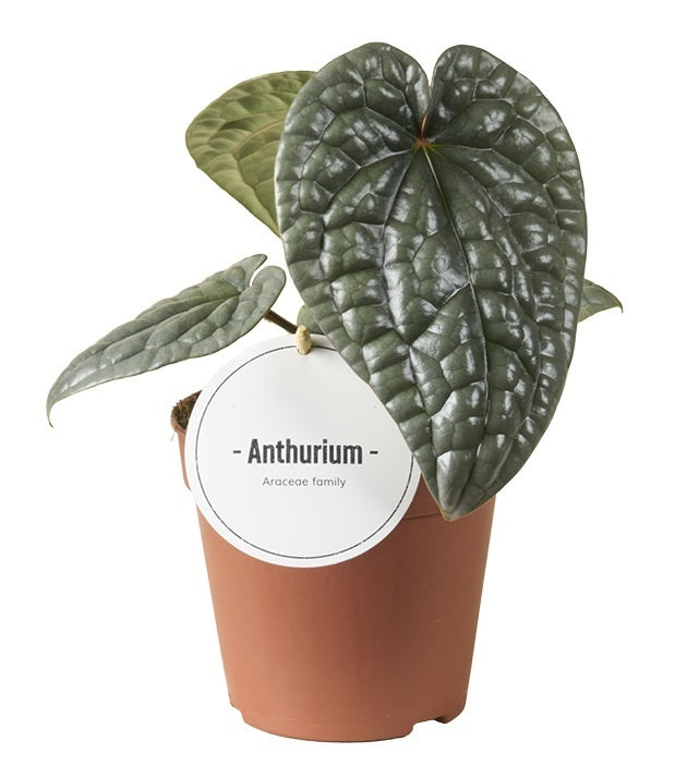 Anthurium andraeanum 25cm 12cm Pot