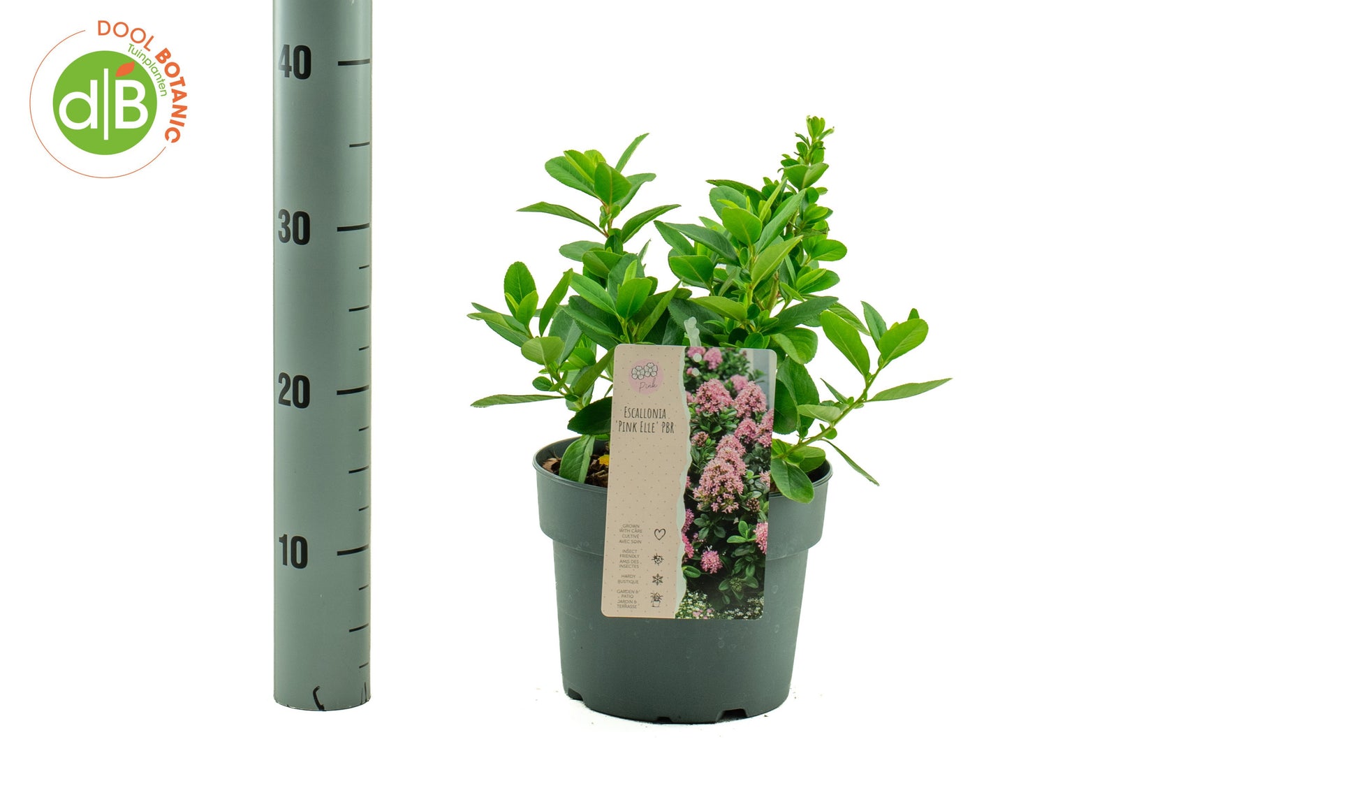 Dool Botanic Escallonia Pink Elle Pack of 1