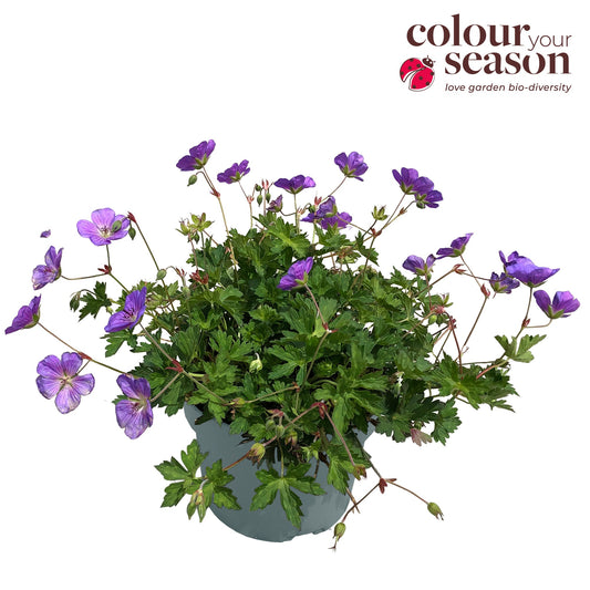 Roest, Mts. Geranium Bloom Me Away Pack of 1