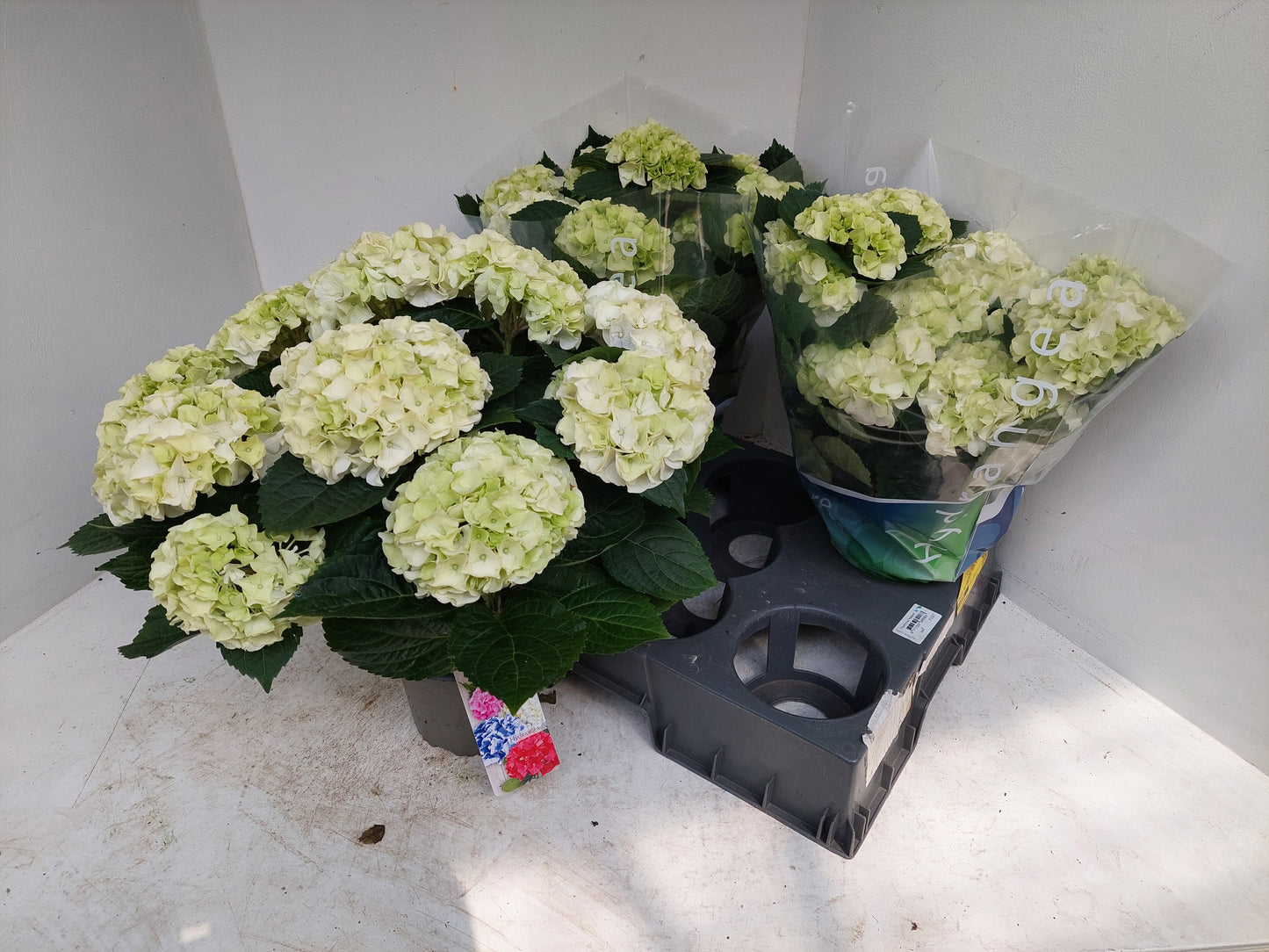 Meeslouwer, Kwekerij Hydrangea macrophylla Wudu Pack of 5