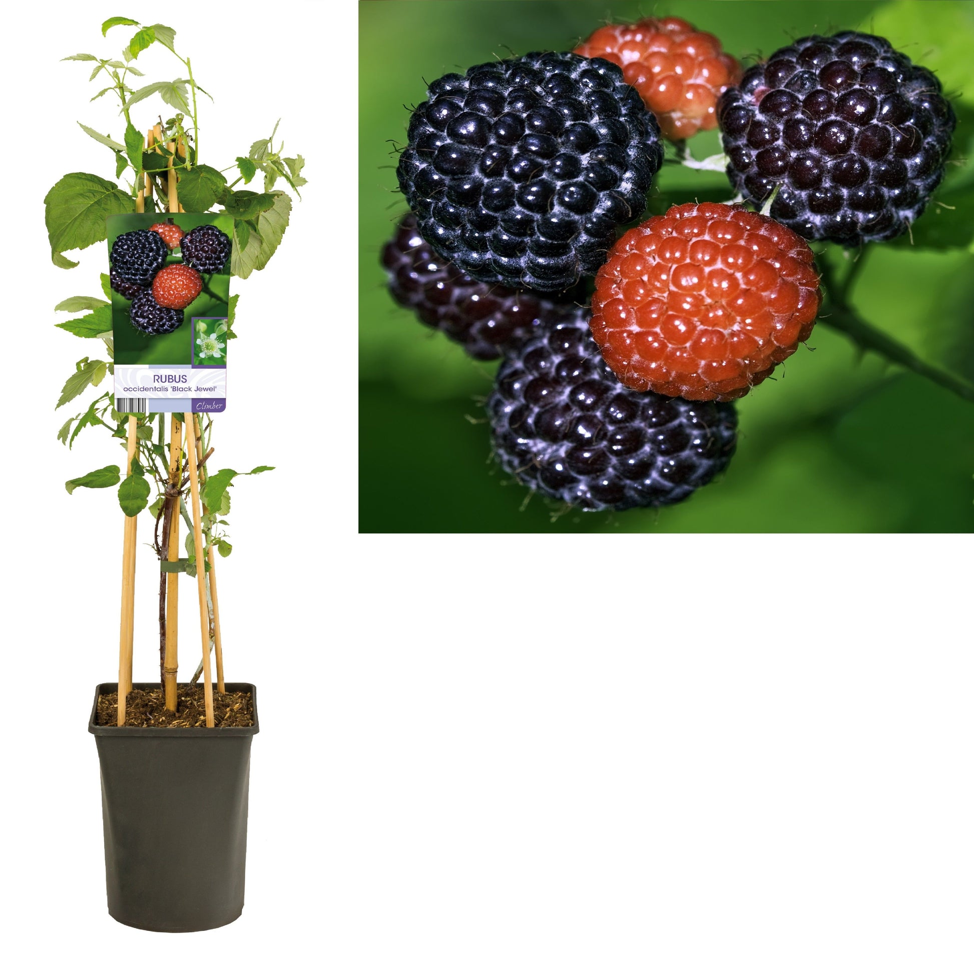 Rubus odoratus 75cm 17cm Pot