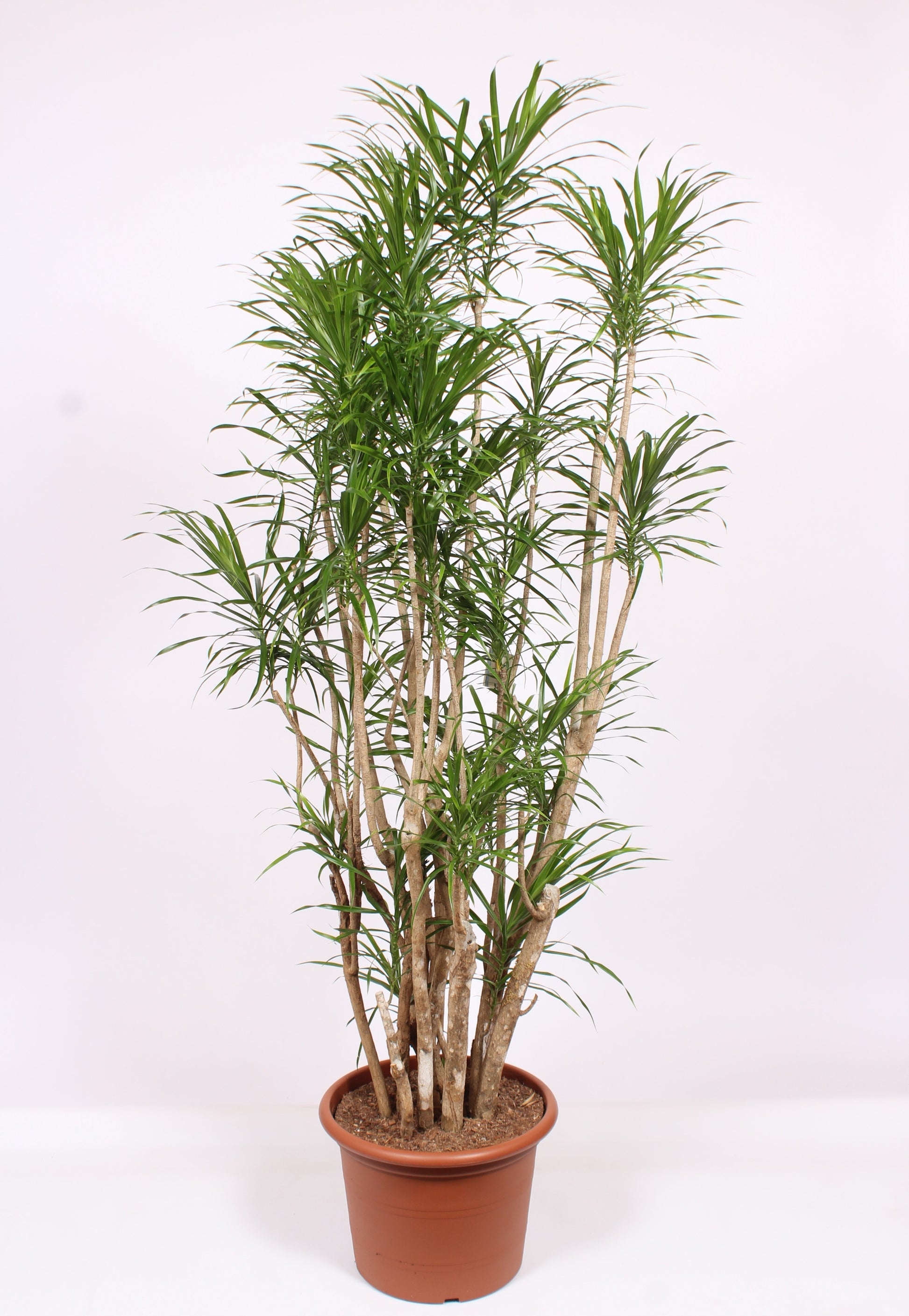Dracaena ref. Anita 200cm 45cm Pot