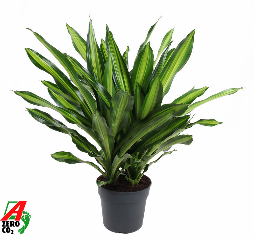 Dracaena fragrans Burley 90cm 34cm Pot