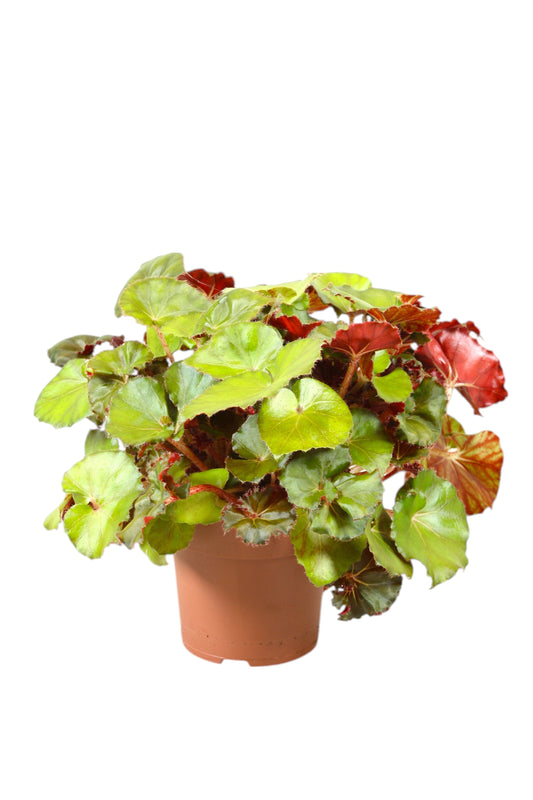 Begonia blad Jungle Wonders Brown 30cm 15cm Pot