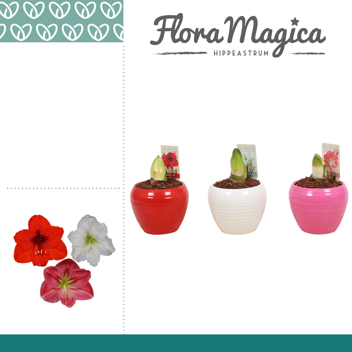 Hippeastrum 25cm 12cm Pot