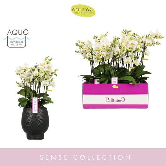 Phalaenopsis multiflora white 50cm 15cm Pot
