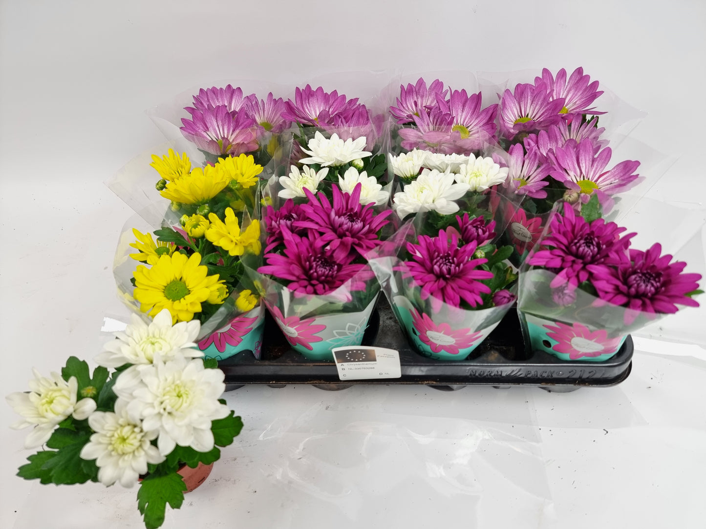 Chrysanthemum mix 12cm 7cm Pot